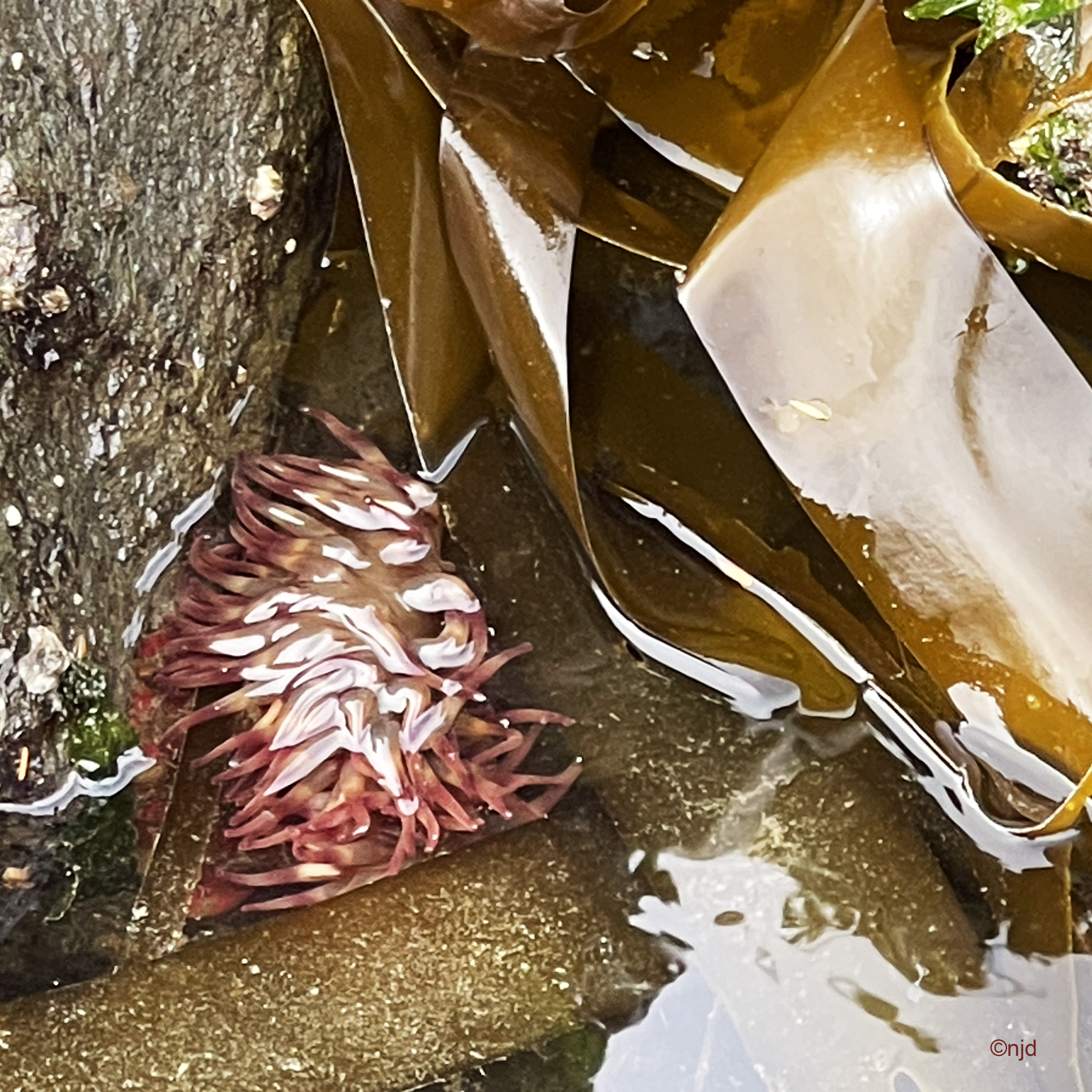 Seaweed Duo - Marine life composition